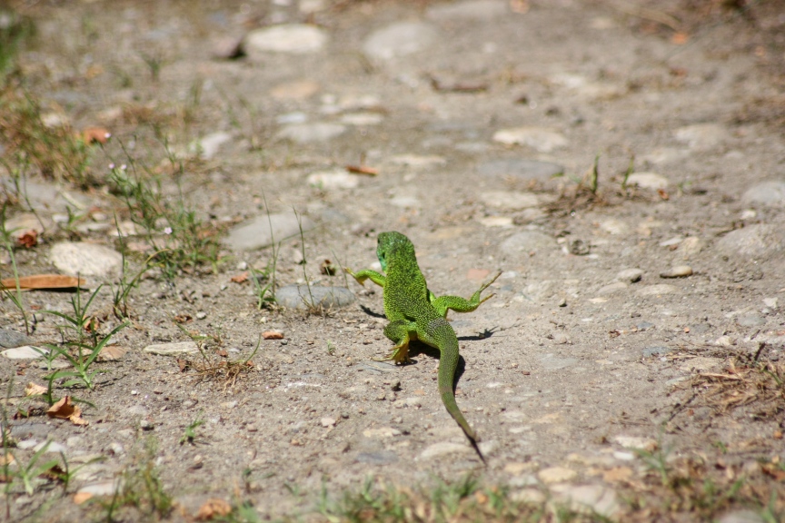 lacerta viridis? (Lacerta bilineata)